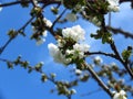 Prunus avium, wild cherry, sweet cherry, gean, bird cherry a flowering tree against blue sky Royalty Free Stock Photo