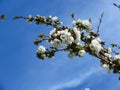 Prunus avium, wild cherry, sweet cherry, gean, bird cherry a flowering tree against blue sky Royalty Free Stock Photo