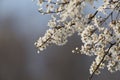 Prunus blossom background