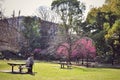 Prunus campananulata blossoms in Tokyo, Japan