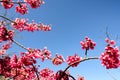Prunus campanulata Royalty Free Stock Photo