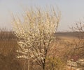 Prunus cerasifera In Bloom in the spring