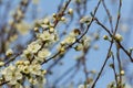 Prunus Cerasifera Blooming white plum tree. White flowers of Prunus Cerasifera