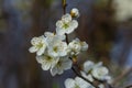 Prunus Cerasifera Blooming white plum tree. White flowers of Prunus Cerasifera Royalty Free Stock Photo