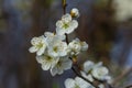 Prunus Cerasifera Blooming white plum tree. White flowers of Prunus Cerasifera