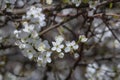 Prunus Cerasifera Blooming white plum tree. White flowers of Prunus Cerasifera Royalty Free Stock Photo