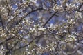 Prunus Cerasifera Blooming white plum tree. White flowers of Prunus Cerasifera. Spring blossom background Royalty Free Stock Photo