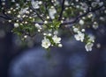 Prunus Cerasifera Blooming white plum tree. White flowers of Prunus Cerasifera. Spring blossom background Royalty Free Stock Photo