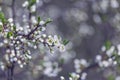 Prunus Cerasifera Blooming white plum tree. White flowers of Prunus Cerasifera. Spring blossom background Royalty Free Stock Photo