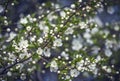 Prunus Cerasifera Blooming white plum tree. White flowers of Prunus Cerasifera. Spring blossom background Royalty Free Stock Photo