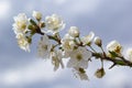 Prunus Cerasifera Blooming white plum tree. White flowers of Prunus Cerasifera Royalty Free Stock Photo