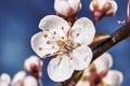 Prunus cerasifera blossoms Royalty Free Stock Photo