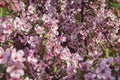 Prunus cerasifera - Cherry plum, Myrobalan plum tree in bloom