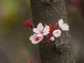 Prunus cerasifera or common names cherry plum