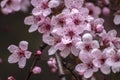 Prunus Cerasifera Detail. Spring Pink Little Flowers Royalty Free Stock Photo