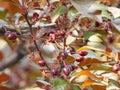 Prunus cerasifera in spring