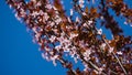 Prunus cerasifera `Nigra` Black Cherry Plum or prunus `Pissardii Nigra` blossom pink flowers with purple leaves on blue sky Royalty Free Stock Photo