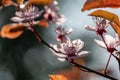 Prunus Cerasifera Pissardii Tree blossom with pink flowers. Spring twig of Cherry, Prunus cerasus on  beautiful blurred Royalty Free Stock Photo