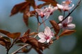 Prunus Cerasifera Pissardii Tree blossom with pink flowers. Spring twig of Cherry, Prunus cerasus Royalty Free Stock Photo