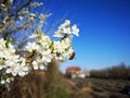 Prunus cerasifera flowers and bee