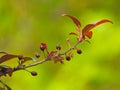 Prunus cerasifera in spring