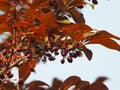 Prunus cerasifera in spring