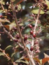 Prunus cerasifera in spring