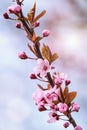 Prunus cerasifera tree blooming in the springtime Royalty Free Stock Photo