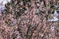 Prunus cerasoide, Wild Himalayan Cherry