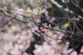 Prunus cerasoide, Wild Himalayan Cherry