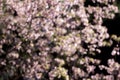 Prunus cerasoide, Wild Himalayan Cherry, blur style