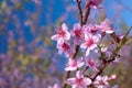 Prunus cerasoides Royalty Free Stock Photo