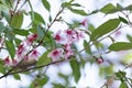 Prunus cerasoides in beautiful pink bloom