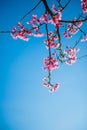 Prunus cerasoides with blue sky in Thailand Royalty Free Stock Photo