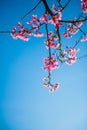 Prunus cerasoides with blue sky in Thailand