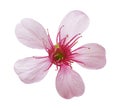 Prunus cerasoides flower, Wild Himalayan cherry plants, isolated on white background, with clipping path