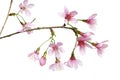 Prunus cerasoides flower Wild Himalayan cherry plants isolated on white background