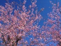 Prunus Cerasoides have beautiful pink flowers. Royalty Free Stock Photo