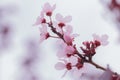 Prunus cerasoides pink flower.