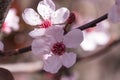 Prunus cerasoides pink flower.