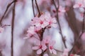 Prunus cerasoides pink flower . in the garden.