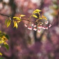 Prunus cerasoides