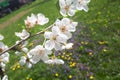 Prunus cerasus blossoms.