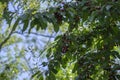 Prunus cerasus branches with ripening red edible sour fruits, sour cherries before harves hanging on the tree