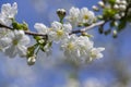 Prunus cerasus flowering tree flowers, group of beautiful white petals tart dwarf cherry flowers in bloom