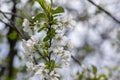 Prunus cerasus flowering tree flowers, group of beautiful white petals tart dwarf cherry flowers in bloom