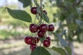 Prunus cerasus ripened group of sour cherries, dark red fruits on the branches before soon harvest