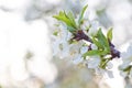 Prunus cerasus, sour cherry, tart , or dwarf, morello, amarelle, Montmorency cherry white delicate flower with young green leaves Royalty Free Stock Photo