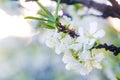 Prunus cerasus, sour cherry, tart , or dwarf, morello, amarelle, Montmorency cherry white delicate flower with young green leaves Royalty Free Stock Photo