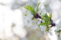 Prunus cerasus, sour cherry, tart , or dwarf, morello, amarelle, Montmorency cherry white delicate flower with young green leaves Royalty Free Stock Photo